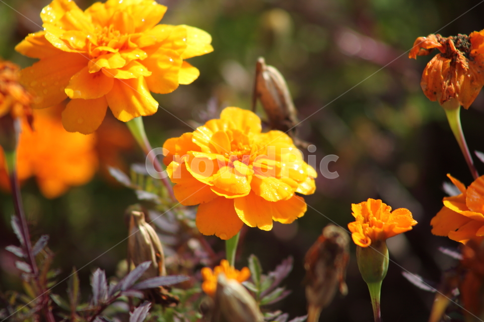 메리골드,꽃,식물,marigold,국화과,만수국,식물,자연,plants,nature,꽃,flower