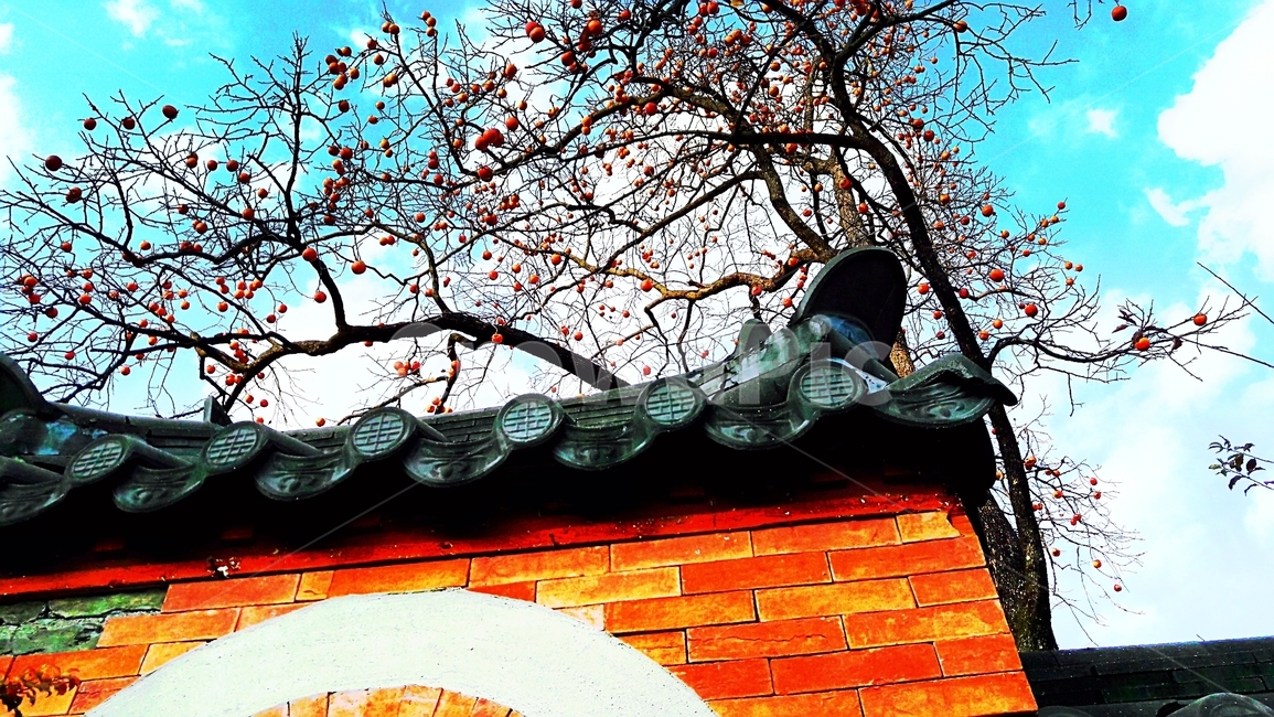 나무,단풍,가을,하늘,벽돌,가을,계절,fall,autumn,season,brick
