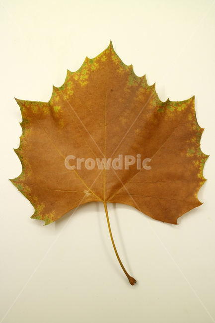 낙엽,가을,나뭇잎,잎,잎사귀,오브젝트,누끼,계절,식물,자연,낙엽잎,fallenleaves,deadleaves,가을낙엽,가을,계절,fall,autumn,season,leaf,plant,tree,나무