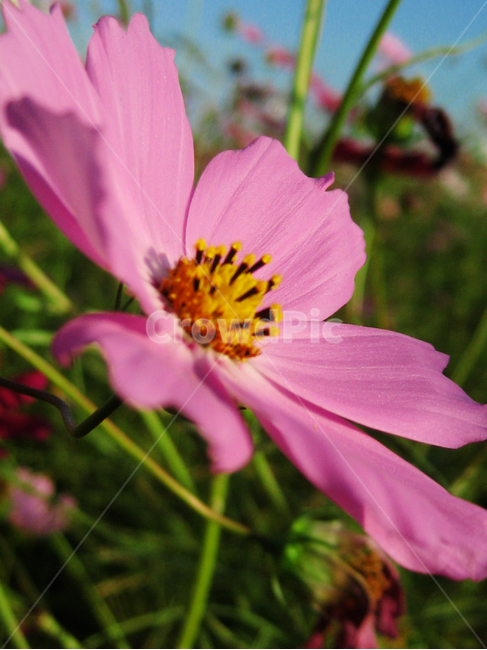 코스모스,가을,파란하늘,분홍꽃,예쁜꽃,fall,autumn,plant,식물,식물,자연,plants,nature,꽃,flower