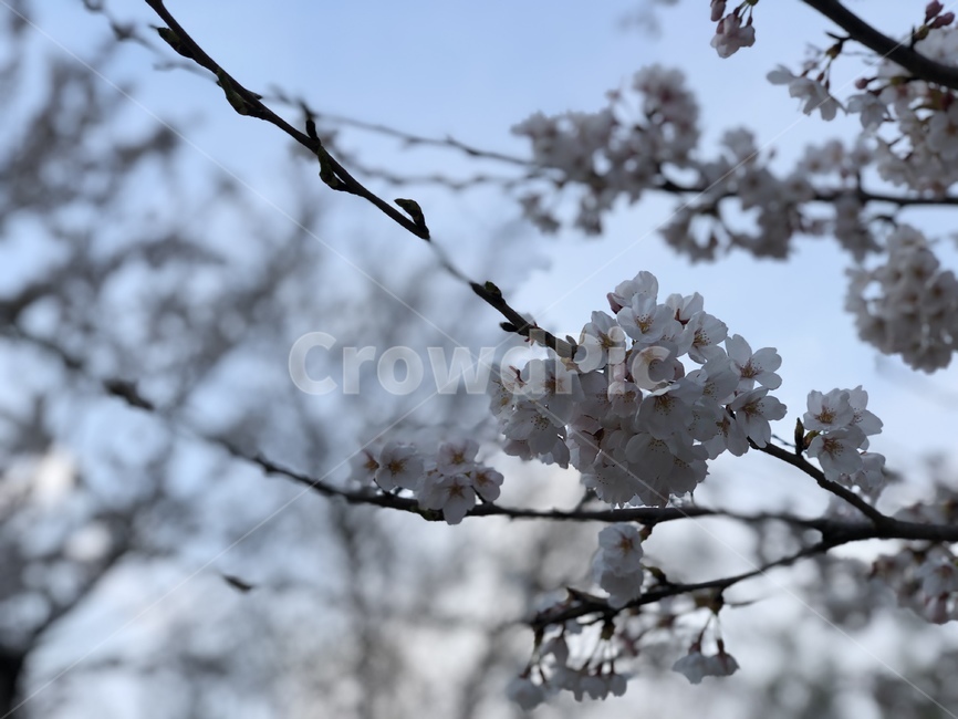 plant,식물,blossom,flower,꽃,식물,자연,plants,nature,꽃,flower