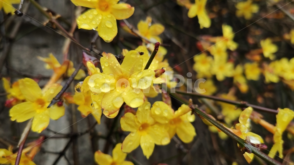 영춘화,중국원산,노란꽃,개나리,봄,봄꽃,blossom,plant,식물,flower,꽃,관상용,개나리꽃