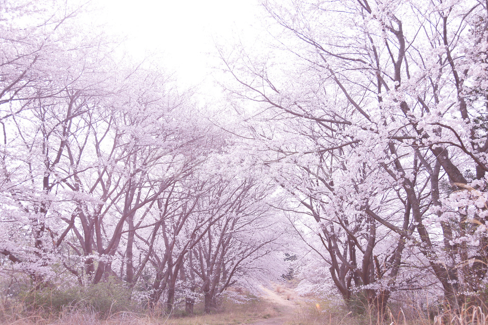 벚꽃,비밀의화원,벚꽃숲,서항마을,거제벚꽃,거제,거제도,봄,꽃비,자연,숲,숲속,꽃,꽃놀이,핑크,사랑,사쿠라,3월,시크릿가든,flower,cherryblossom,봄꽃,식물,꽃길,꽃밭,체리블라썸,블라썸,spring,봄,계절,spring,season,자연,풍경,nature,landscape,outdoors,옥외