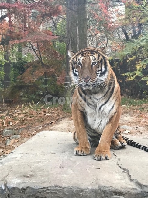 호랑이,무서움,동물원호랑이,용맹함,호랑이한마리
