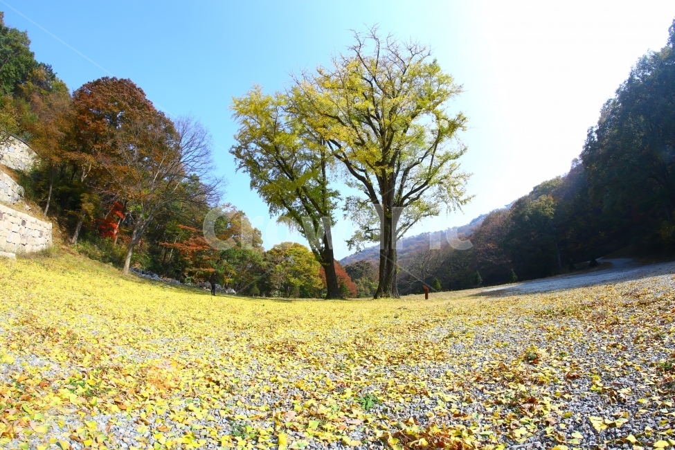 가을,은행나무,노랑잎,하늘,단풍,가을,계절,fall,autumn,season,식물,자연,plants,nature,나무,trees,wood