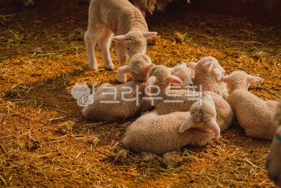 sheep, 양, 가축, mammal, 동물, 사진,이미지,일러스트,캘리그라피 - goodlife1126작가