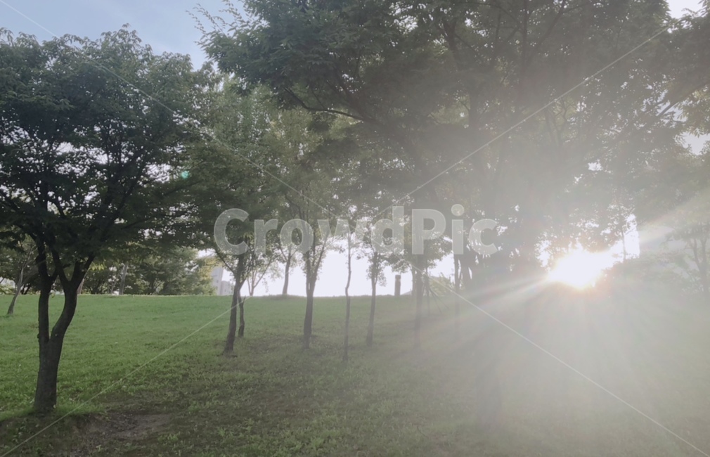공원,일몰,노을,해,자연,자연,풍경,nature,landscape,light,빛,flare,플레어