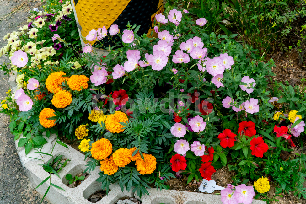 꽃,접사,식물,자연,plants,nature,flower,색깔,색상,색채,색감,colorsense,colorsensitivity,feelingofcolor,어울림