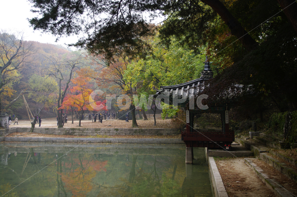 애련지,애련정,창덕궁후원,고궁,건축,전통건축,traditional,전통,기와지붕,가을,fall,나무,식물,plant,단풍,한국전통,한국문화,korean traditional,korean culture,랜드마크,landmark,tourist attraction,한국랜드마크,한국관광지,한국명소,korea landmark,korea tourist attraction