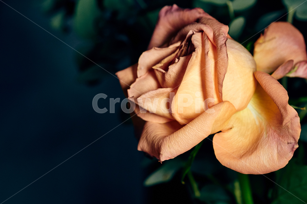 장미꽃,접사,빨간장미,꽃,빨간장미꽃,꽃,flower