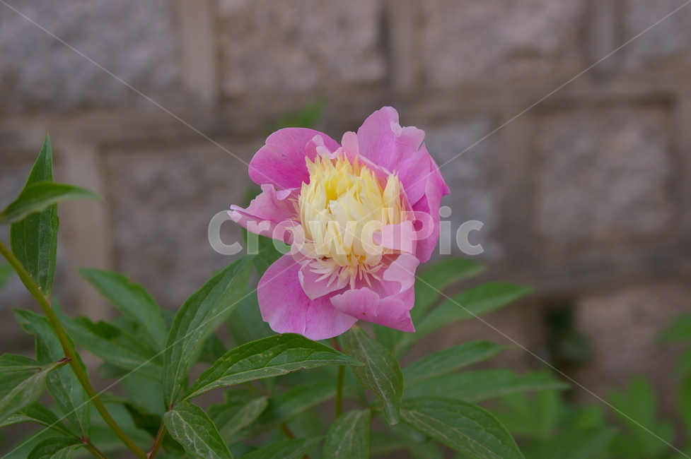 plant,식물,blossom,flower,꽃