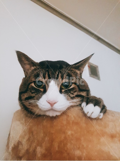 고양이,동물,애완동물,애완묘,캣타워,동물,animal,포유류,mammal,고양이,cat,kitten,kitty