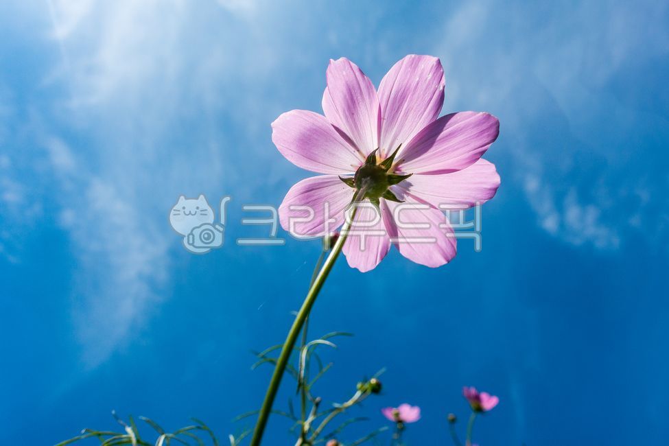 코스모스,가을,꽃,파란하늘,잔잔한,청명한,맑은,autumn,blue,bluesky,cottage,fall,field,green,korea,koreantraditional,landscape,nature,outdoor,rice,ricefield,sky,가을하늘
