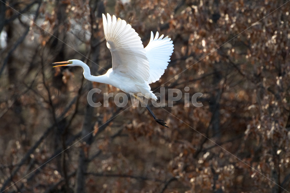 역동적,날아올라,백로,새,겨울철새,겨울새,Wind,바람,동물,animal,조류,새,birds