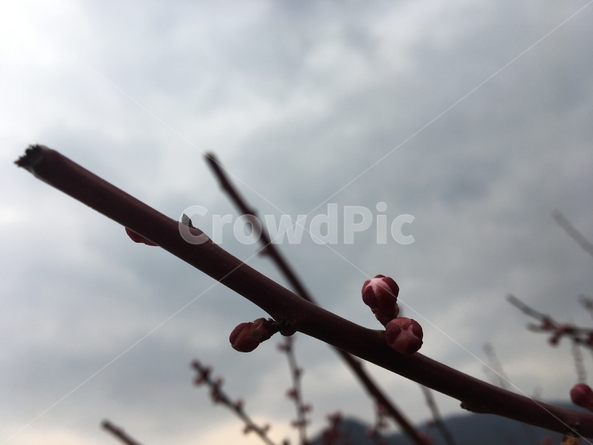 꽃봉오리,싹,blossom,꽃,식물,새싹,sprout,plant