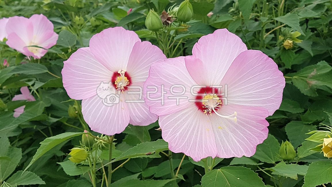 Malvaceae,,blossom,mutabilis,bouillon,forked flower,Lee Panhwagun,flower,mallow,angiosperms,dicotyledonous plant,hibiscus,plant,deciduous shrub
