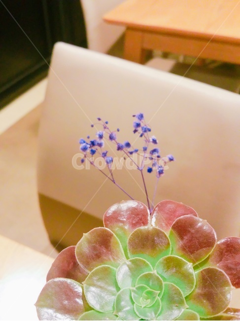 선인장,선인장꽃,보라꽃,다육이,꽃