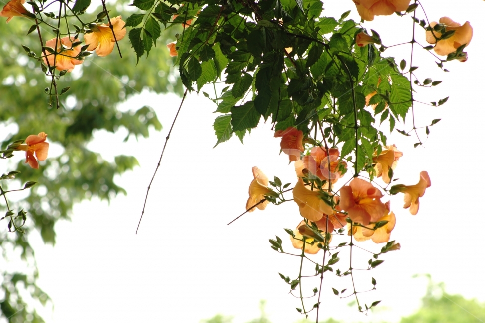 부천중앙공원,능소화,공원,꽃,풍경,식물,자연,plants,nature,꽃,flower