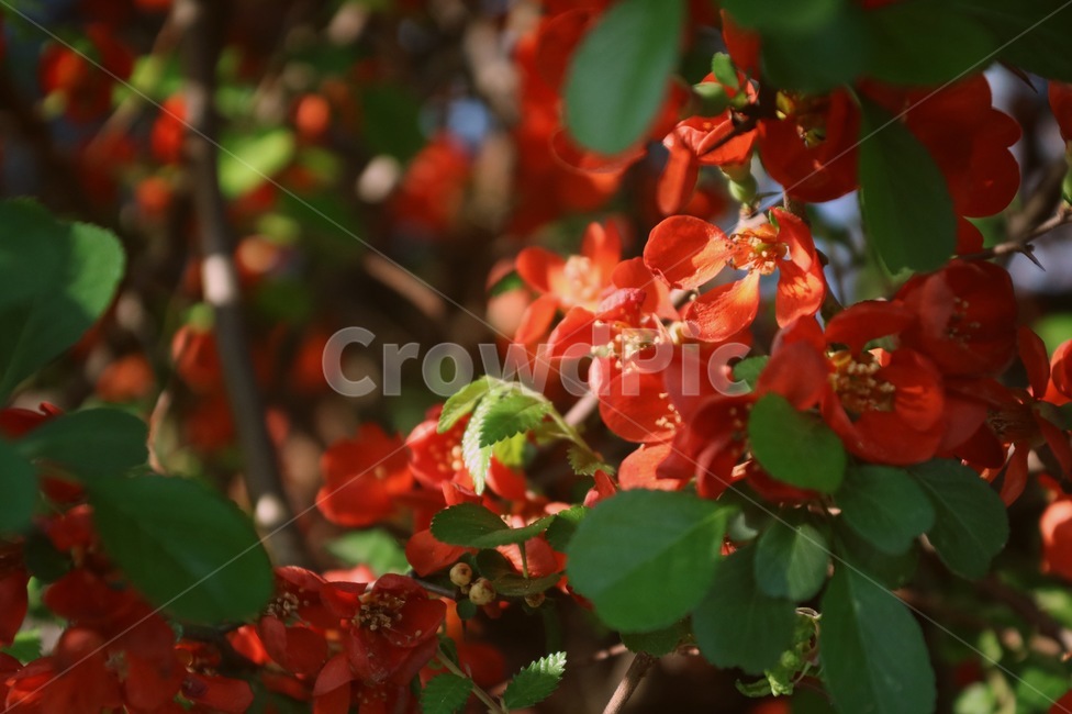 식물,꽃,자연,봄,감성,풍경,식물,자연,plants,nature,꽃,flower