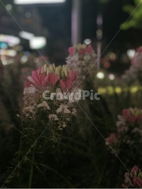 꽃,밤,어두움,야생화,저녁,식물,자연,plants,nature,꽃,flower