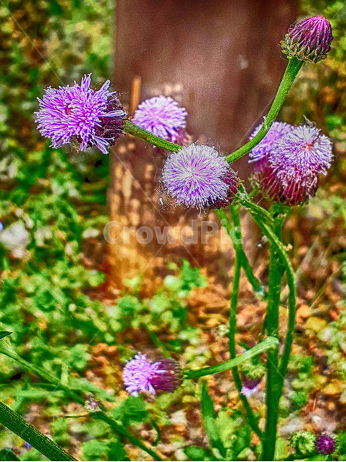 야생화,plant,꽃,blossom,식물,엉겅퀴,koreanthistle,가시나물,식물,자연,plants,nature