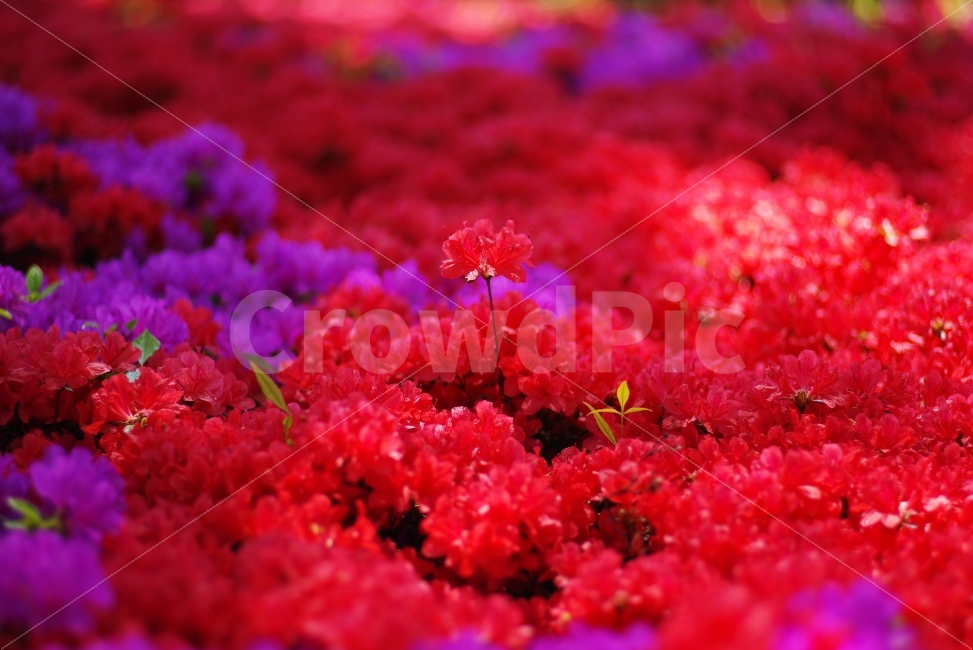 꽃,철쭉,봄,봄꽃,빨강,빨간꽃,붉은꽃,꽃잎,자연,배경화면,flower,floral,flora,blossom,bloom,blooming,spring,springflower,seasonflower,petal,redpetal,redflower,background,nature,natural,red,봄,계절,spring,season,식물,자연,plants,nature,꽃,flower,색깔,색상,색채,색감,color sense,color sensitivity,feeling of color,plant