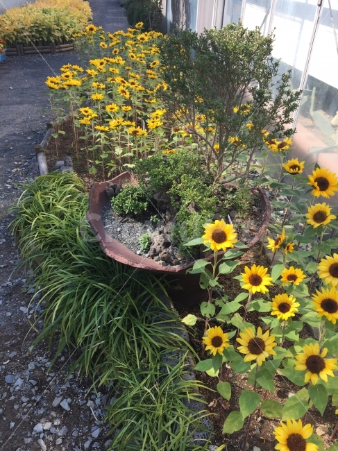 꽃,꽃밭,따뜻함,햇살,해바라기,식물,자연,plants,nature,꽃,flower