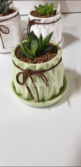 화분,pottedplant,식물,다육이,자보