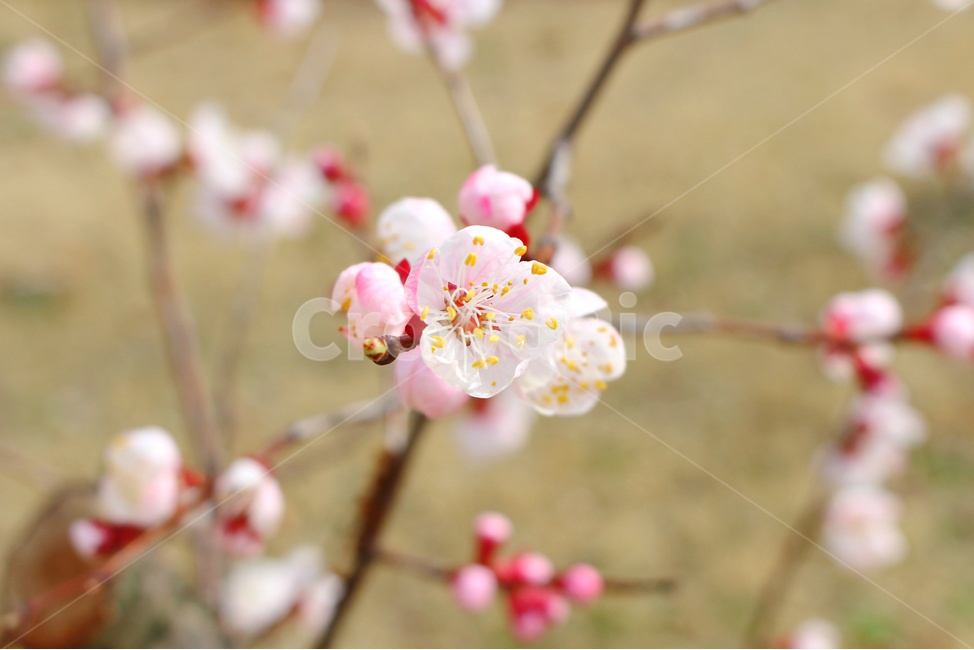 감성사진,봄,풍경사진,매화,꽃,하늘,자연,풍경,daily,flower,pink,spring,봄,계절,spring,season,식물,자연,plants,nature,꽃,flower,plant