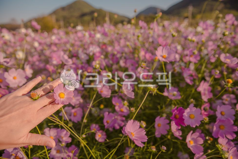 Autumn flowers,cosmos,flower ring,flower,hand,plant,autumn,flower festival,autumn attractions,autumn sunlight,autumn sky,sky