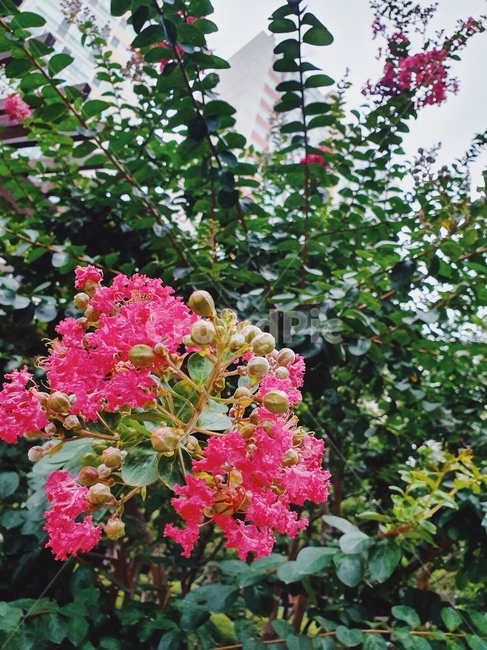꽃,나무,봄,꽃나무,화분,정원
