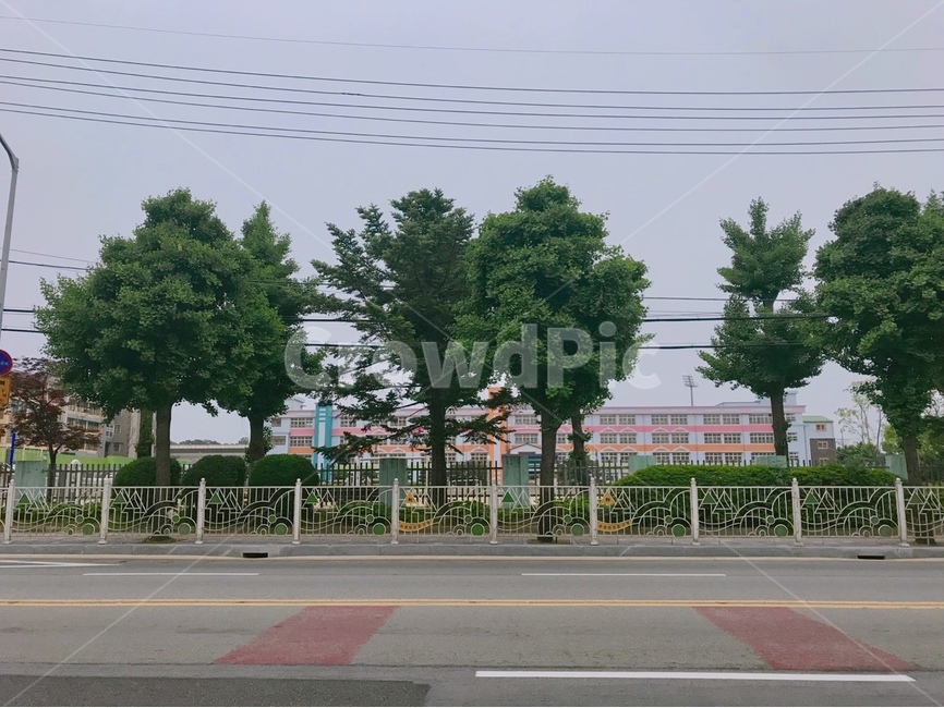 학교,흐림,쓸쓸함,나무,도로,식물,자연,plants,nature,나무,trees,wood