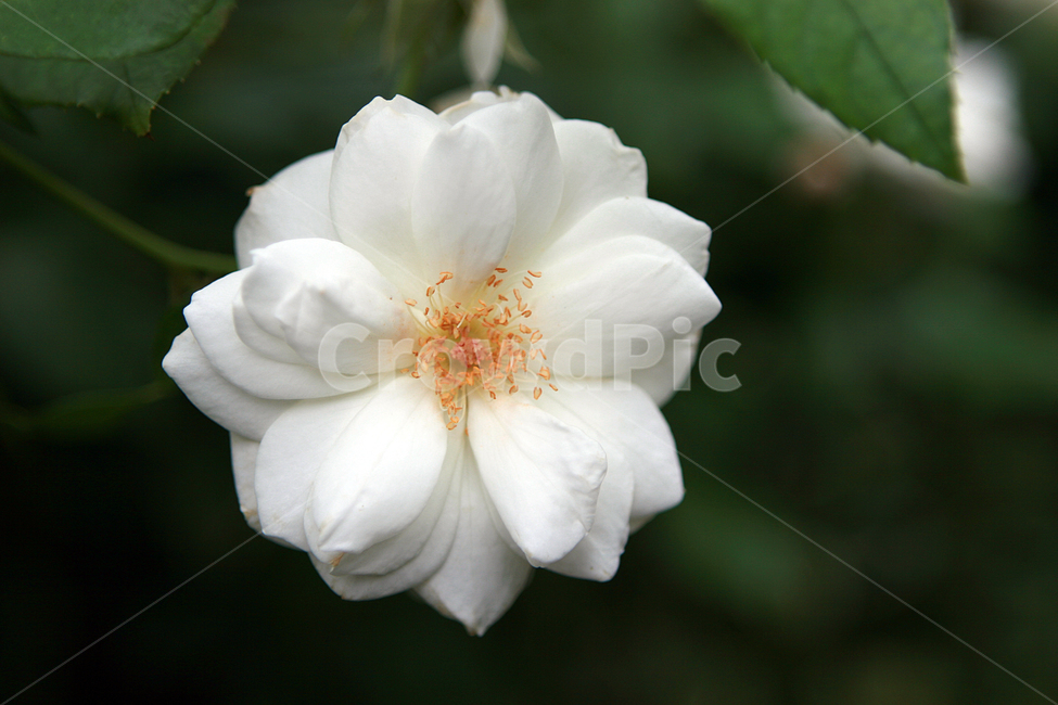 자연,식물,꽃,신선함,흰색,식물,자연,plants,nature,꽃,flower