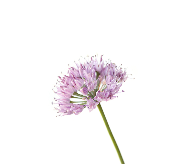 allium,alliumflower,alliumflowerpurple,bulb,bulbous,chives,closeup,flower,fresh,green,head,nature,pink,plant,purple,white,분홍색,핑크,식물,플라워,자연,보라색,그린,녹색,줄기,신선한,클로즈업,두메부추꽃,꽃,두메부추,부추꽃,부추,흰배경,식물,자연,plants,nature,꽃,flower,누끼,remove background