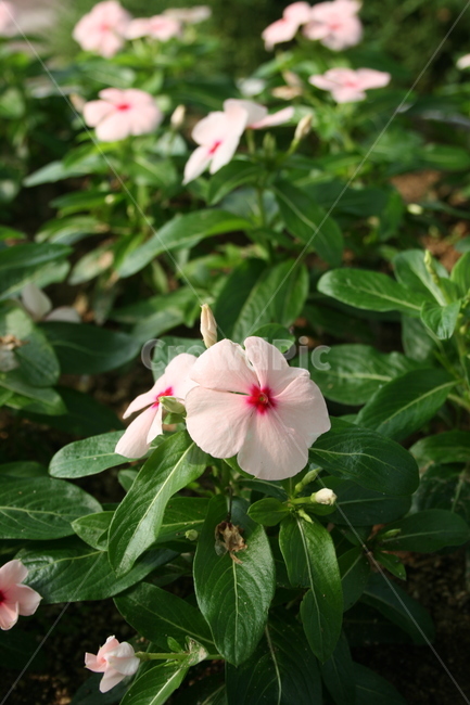 봄,꽃,분홍색꽃,화단,플라워,flower