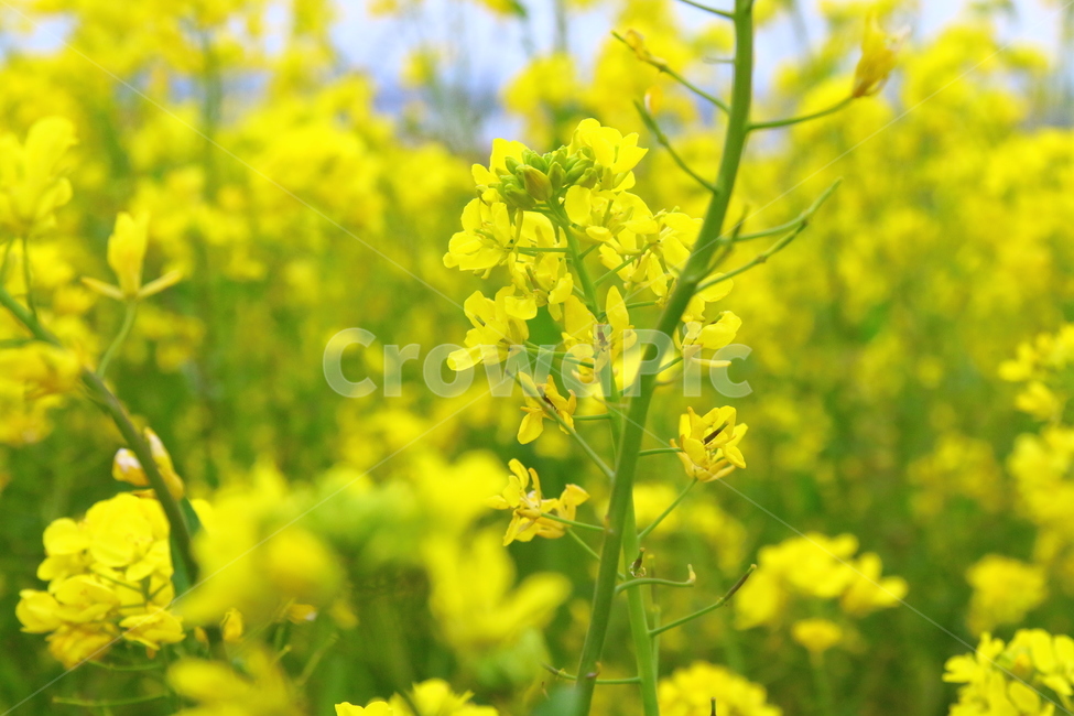유채꽃,봄,봄날,꽃,감성,감동,설렘,봄,계절,spring,season,자연,풍경,nature,landscape,식물,plants,꽃,flower