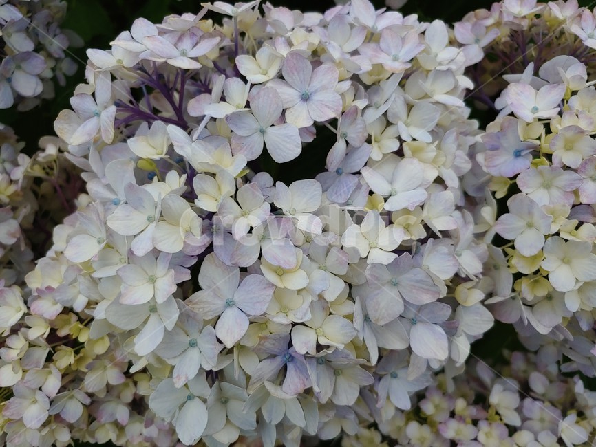 수국,제주,꽃,연보라,연노랑summer,flower,wild,beautiful,pretty,아름다운,예쁜,싱그런,fresh,nature,environment,자연,환경