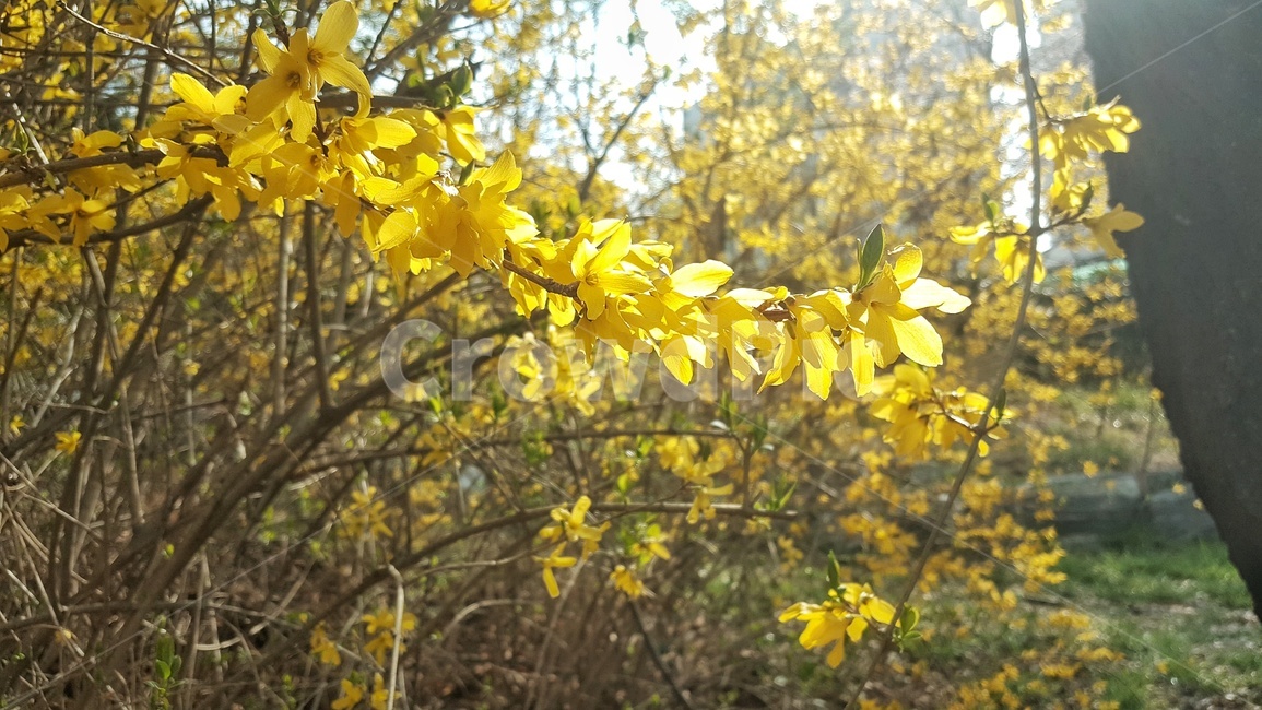 개나리,봄,노랑,햇살,꽃,봄,계절,spring,season,식물,자연,plants,nature,꽃,flower,plant,leaf,잎,tree,나무