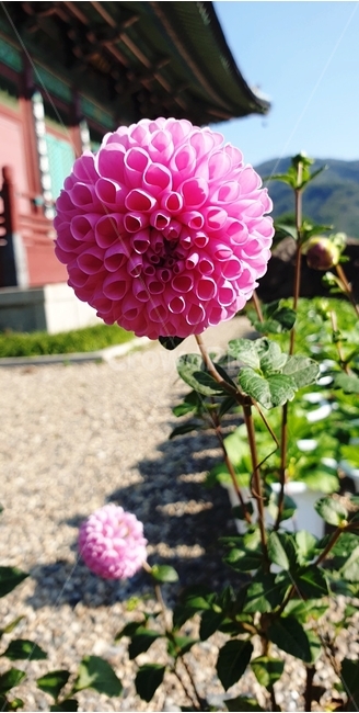 달리아,dahlia,flower,식물,blossom,꽃,분홍색꽃,한옥,처마,햇살,맑은날,자연,정원,기와,식물,자연,plants,nature,꽃,flower