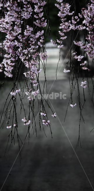 벗꽃,봄,기다림,설레임,추억,봄,계절,spring,season,식물,자연,plants,nature,꽃,flower,plant,cherry blossom,벚꽃,blossom