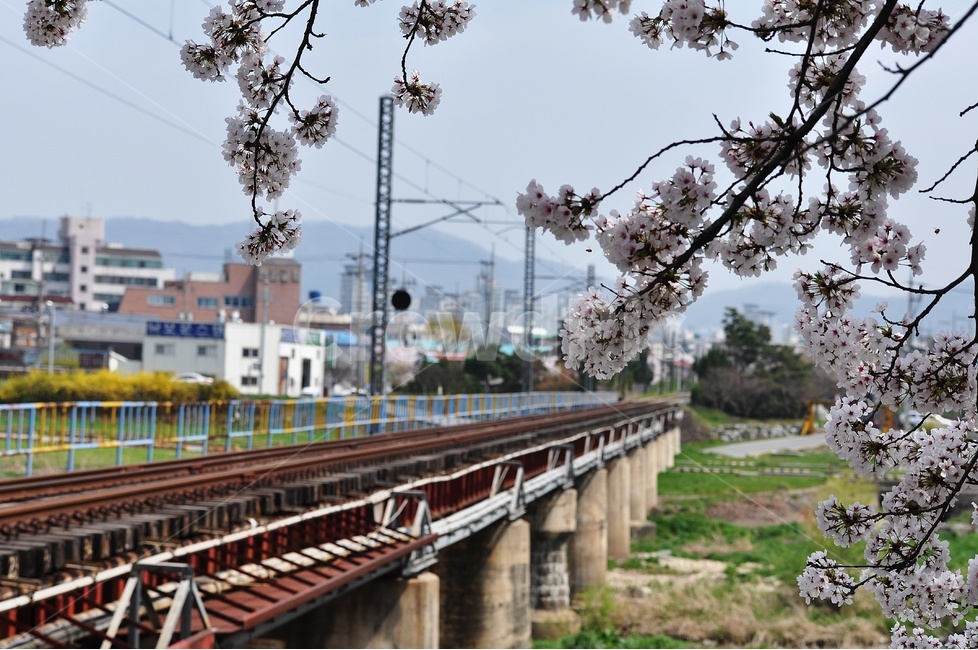 대전,철로,철교,벚꽃,풍경,대전천,봄,계절,spring,season,식물,자연,plants,nature,꽃,flower