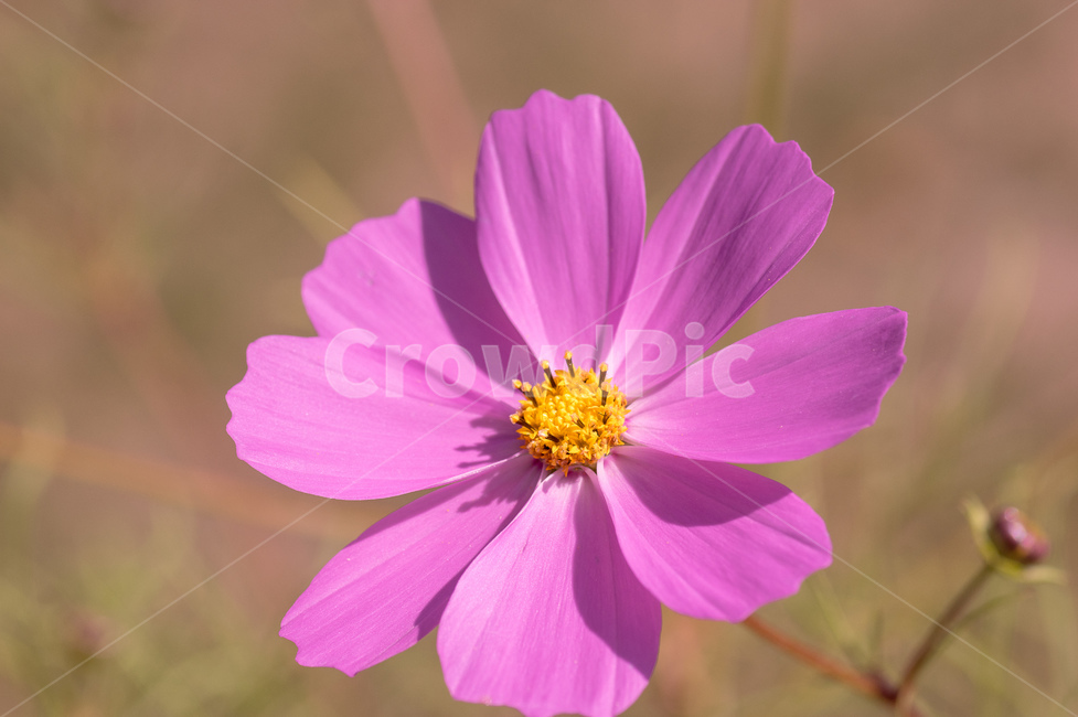 코스모스,가을,cosmos,사진,autumn,fall,가을,계절,fall,autumn,season,식물,자연,plants,nature,꽃,flower,plant