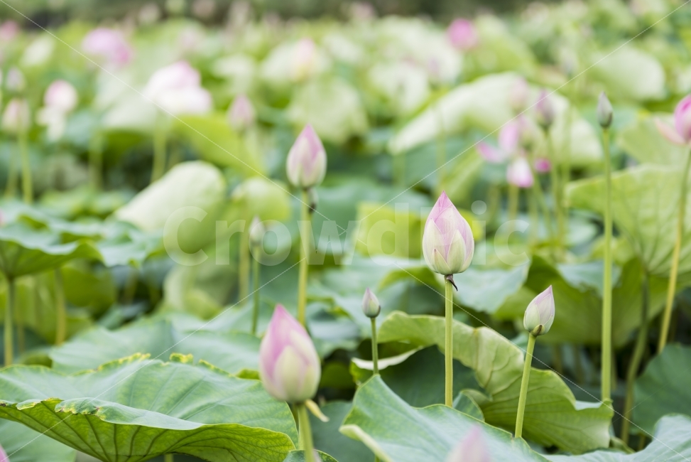연꽃,연잎,분홍,봉오리,꽃봉오리,핑크,pink,green,flower,ponds,leaf,연못,정원,가든,자연,식물,plant,garden,field,nature,꽃,배경,배경이미지,배경화면,바탕화면,background,식물,자연,plants,nature,꽃,flower
