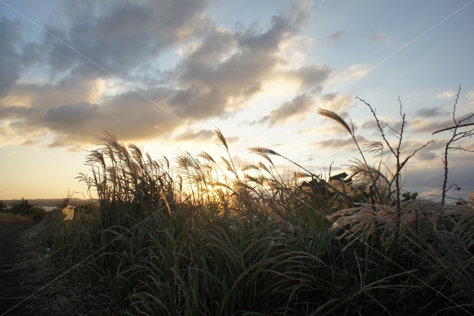 하늘,sky,풍경,landscape,노을,sunset,억새,식물,plant,감성,역광,숲,forest,제주도,구름,croud,나무,wood,빛,sunshine,갈대,몽환,자연,풍경,nature,landscape,grass,잔디,lawn