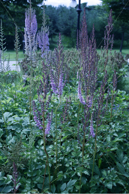 노루오줌,식물,flower,plants,nature,꽃,꽃봉오리,꽃밭,식물,자연,plants,nature,꽃,flower