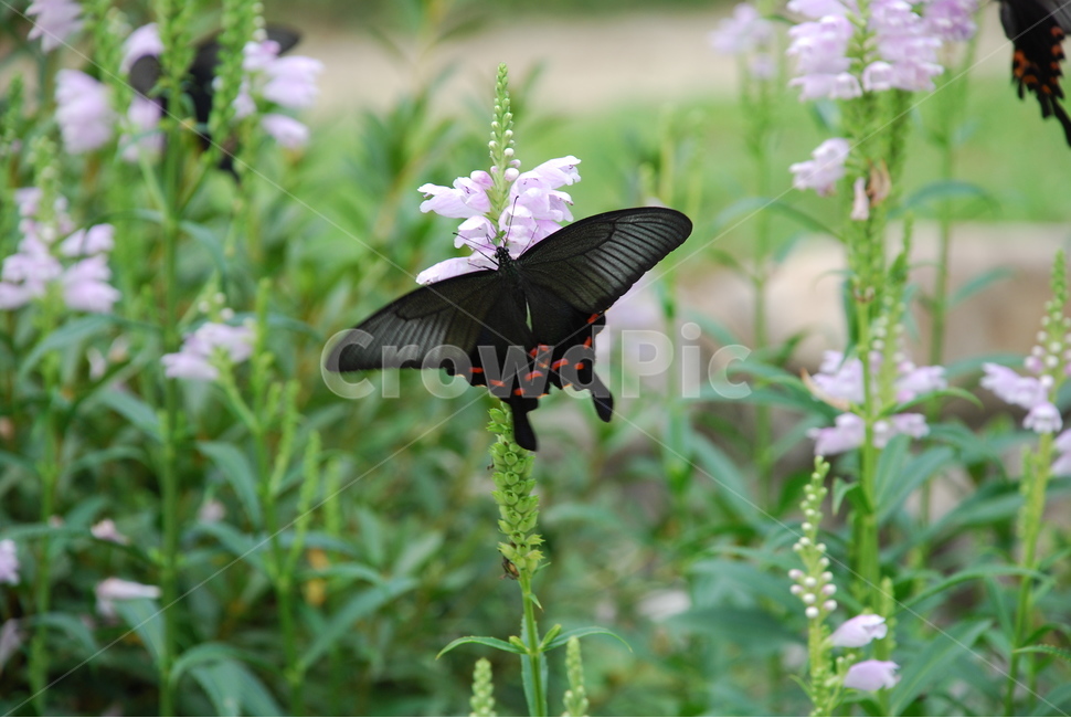 나무수국,산제비나비,나비,호랑나비,수국,식물,자연,plants,nature,꽃,flower,동물,animal,곤충,벌레,insect,bug
