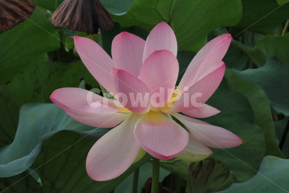 연,연꽃,꽃,식물,lotus,식물,자연,plants,nature,꽃,flower
