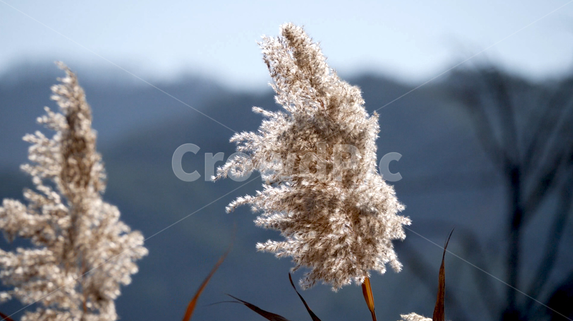 식물,갈대,하늘,산,plant,reed,sky,식물,자연,plants,nature