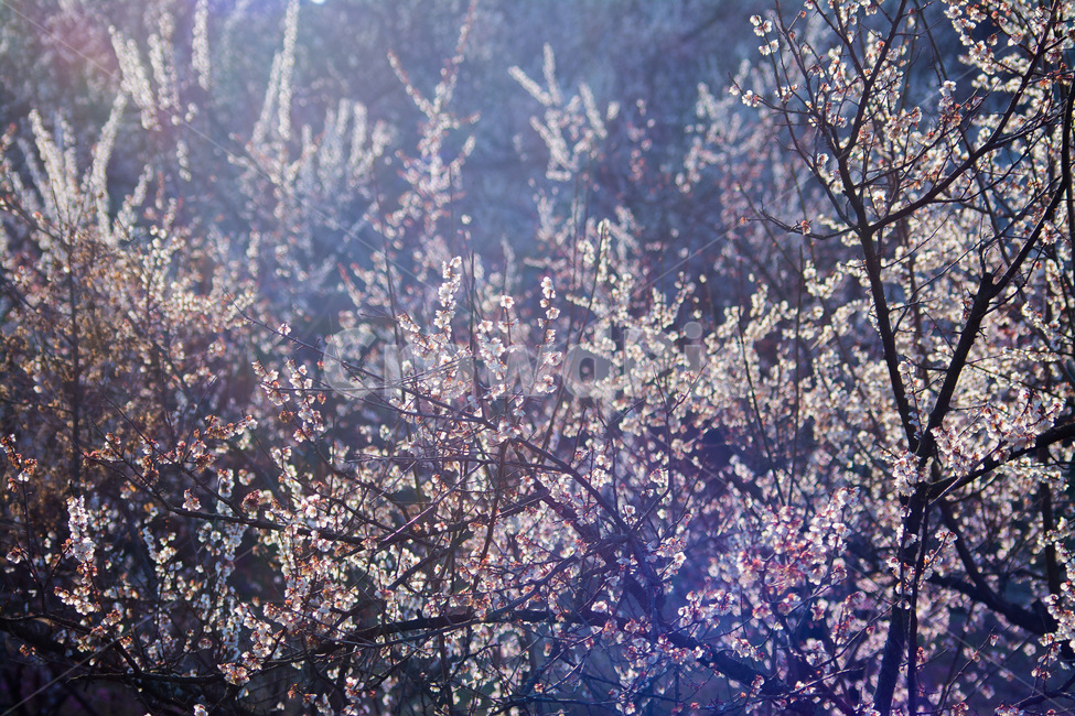 풍경,식물,새벽,봄,꽃,계절,아침,자연,landscape,plants,spring,flower,morning,nature,tree,나무,양산,순매원