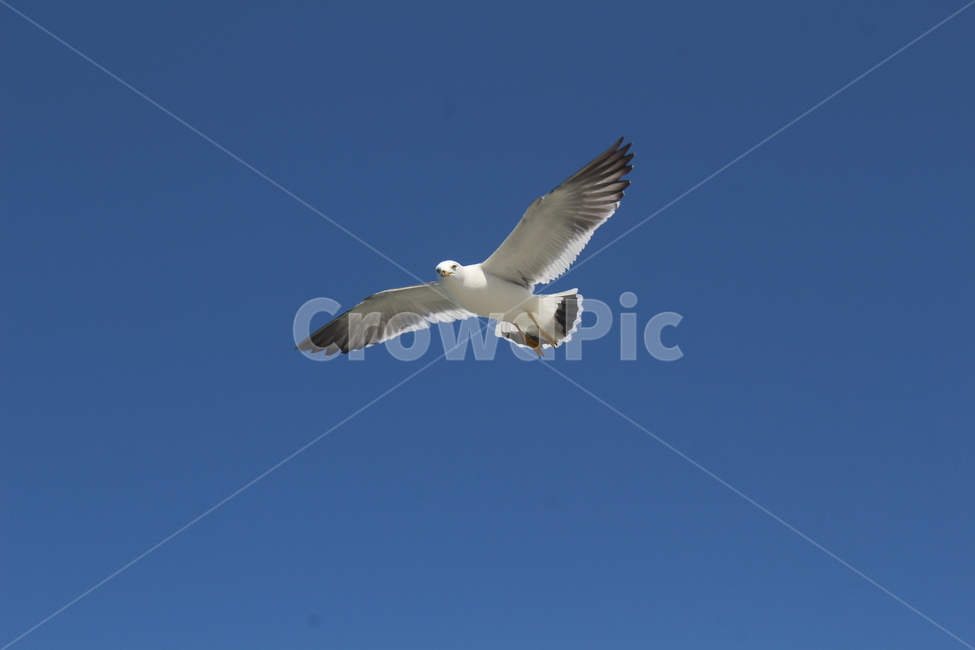 bird,새,animal,동물,flying,나는,seagull,갈매기,동물,animal,조류,새,birds